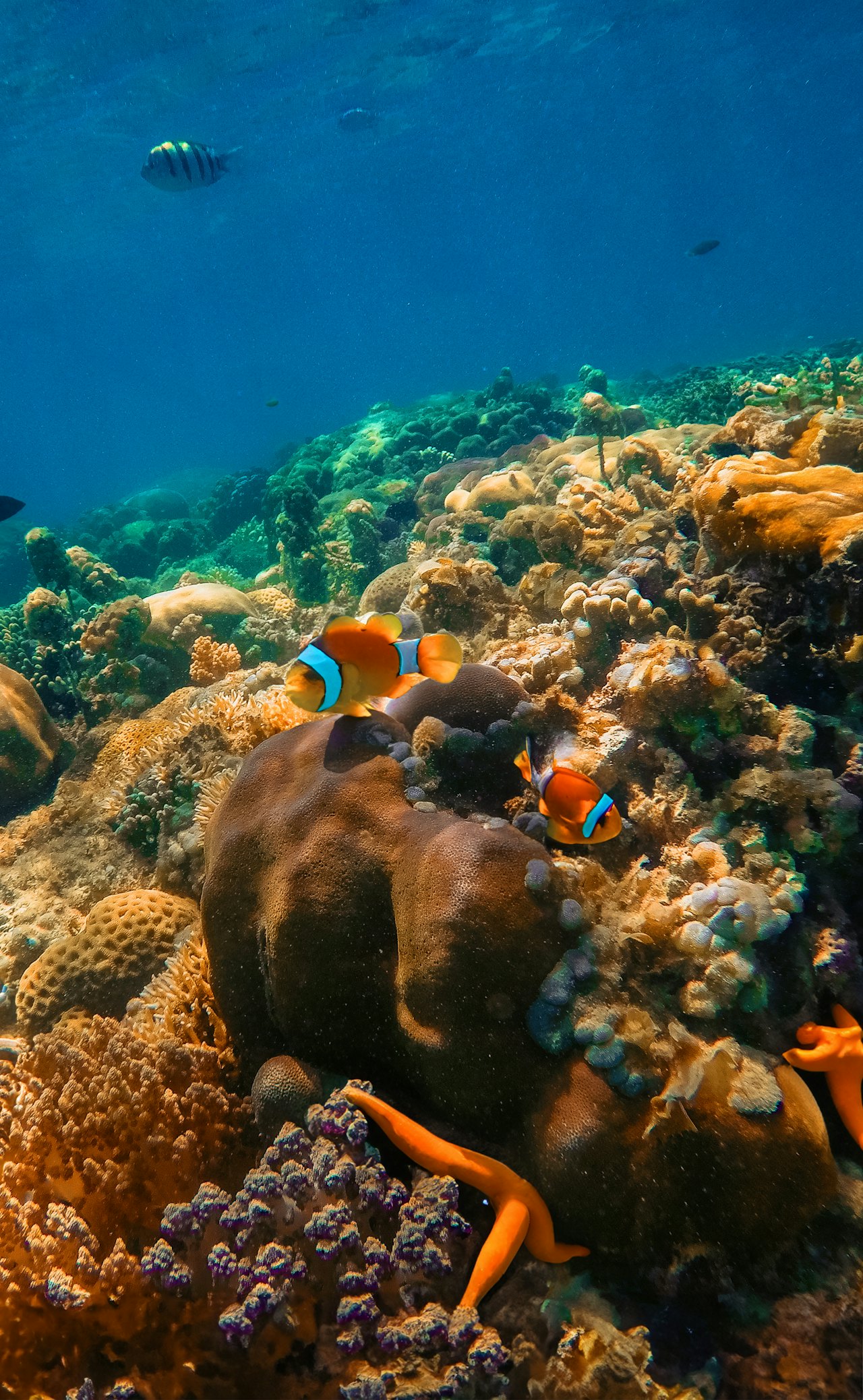 Photos from diving in Bali
