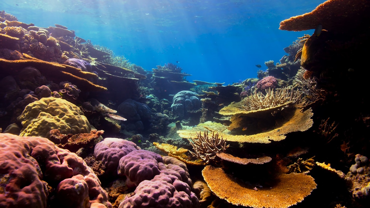 TOP 5 most beautiful diving spots in Bali