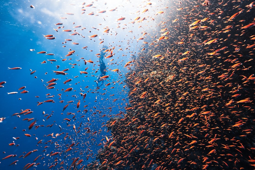 Diving by Coral Walls of Menjangan
